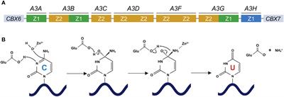 APOBEC3 family proteins as drivers of virus evolution